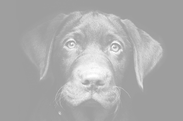 image of Chambliss mascot Jac