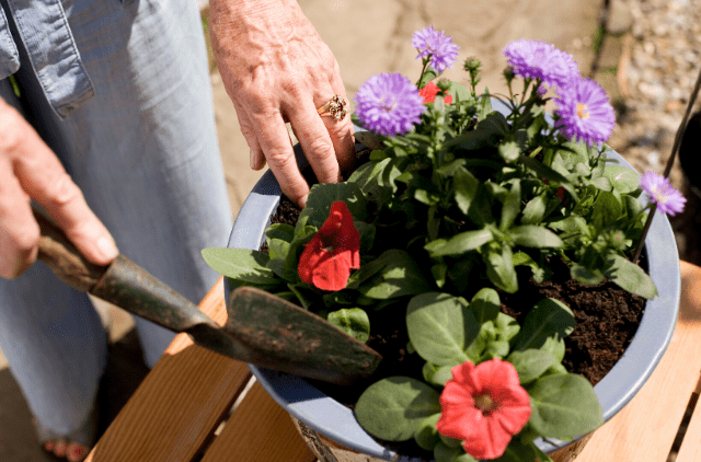planting flowers in pot
